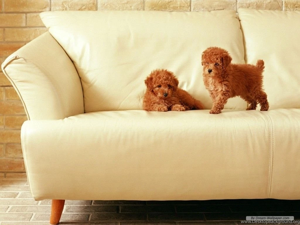 Puppy Wallpapers Dogs Wallpapers (7013512) Fanpop