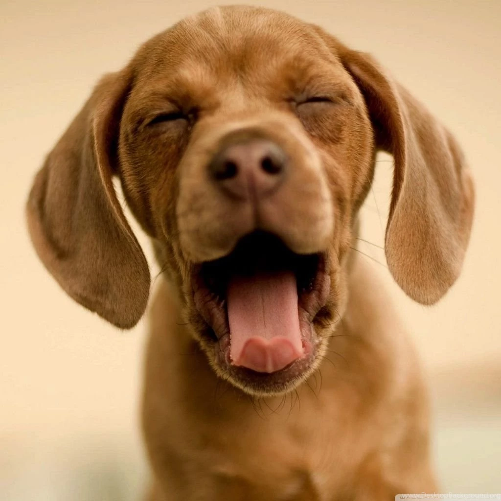 Sleepy Puppy HD Desktop Wallpapers : High Definition : Fullscreen ...