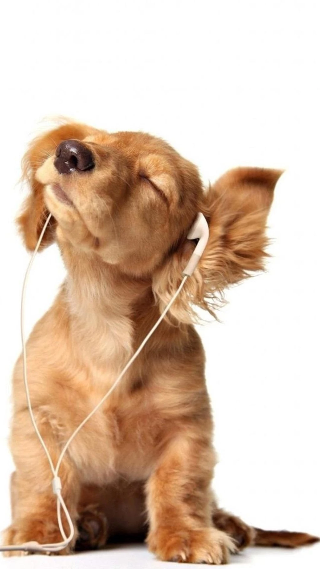 Puppy iPhone 6 Wallpapers