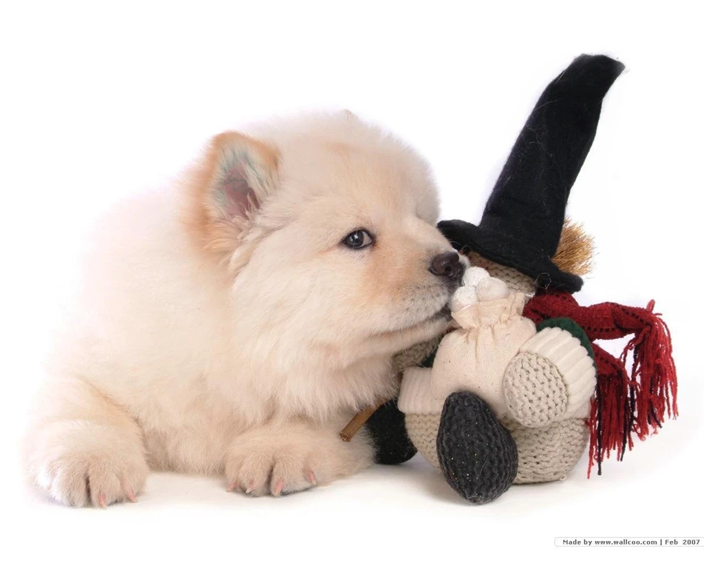 Chow Chow Puppy Wallpapers Puppies Wallpapers (13936779) Fanpop