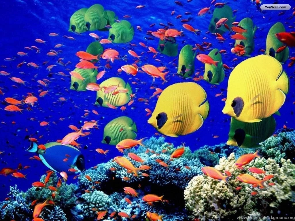 YouWall Ocean Life Wallpapers Wallpaper,wallpapers,free ...