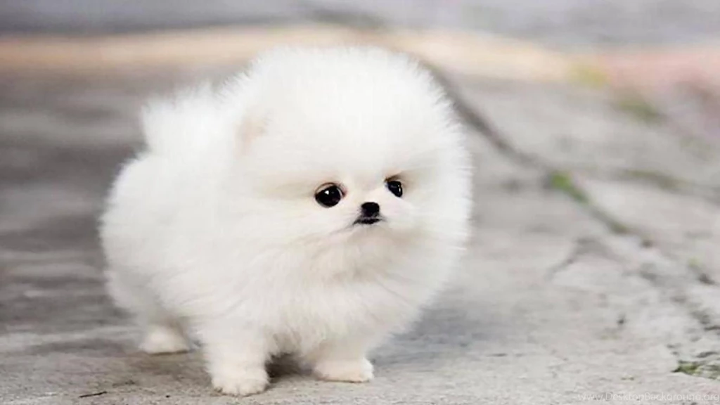 TEACUP POMERANIAN PUPPY MAGGIE WALLPAPER (