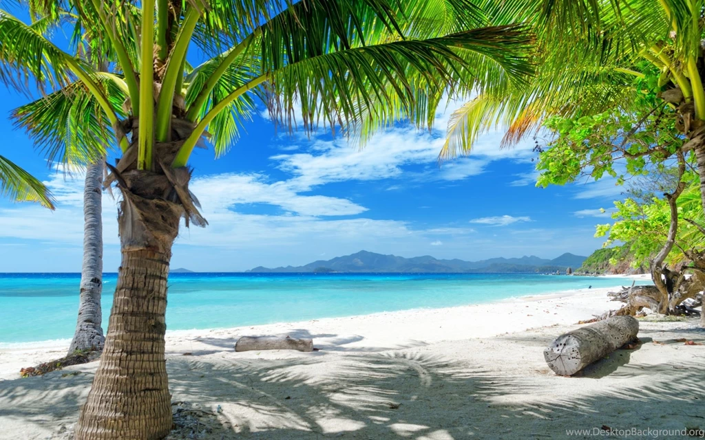 Tempting Ocean Beach With Palm Trees HD Desktop Wallpapers