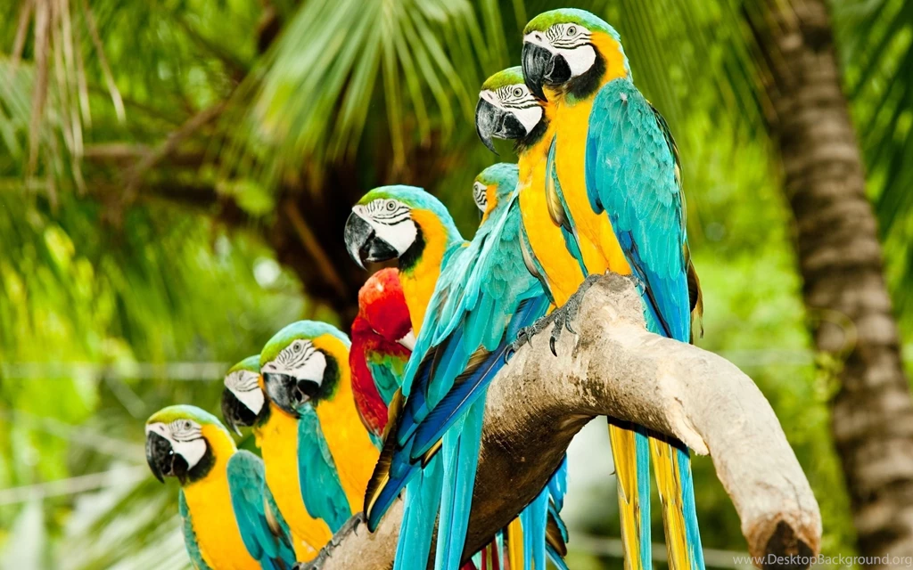 Parrot Desktop Wallpapers