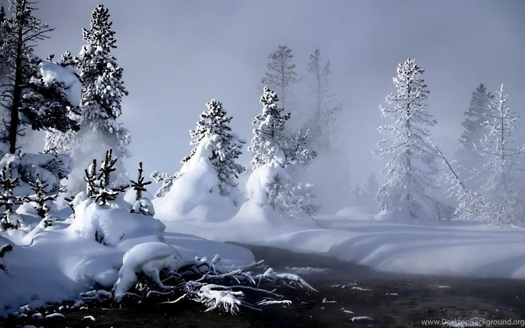 Winter Forest Desktop Wallpapers HD Wallpaper Backgrounds Of ...