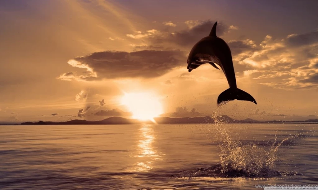 Jumping Dolphin HD Desktop Wallpapers : High Definition ...