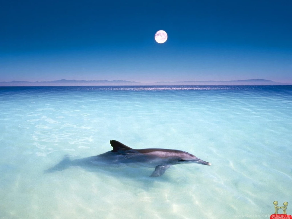 Top About Beautiful Dolphin Images For Pinterest
