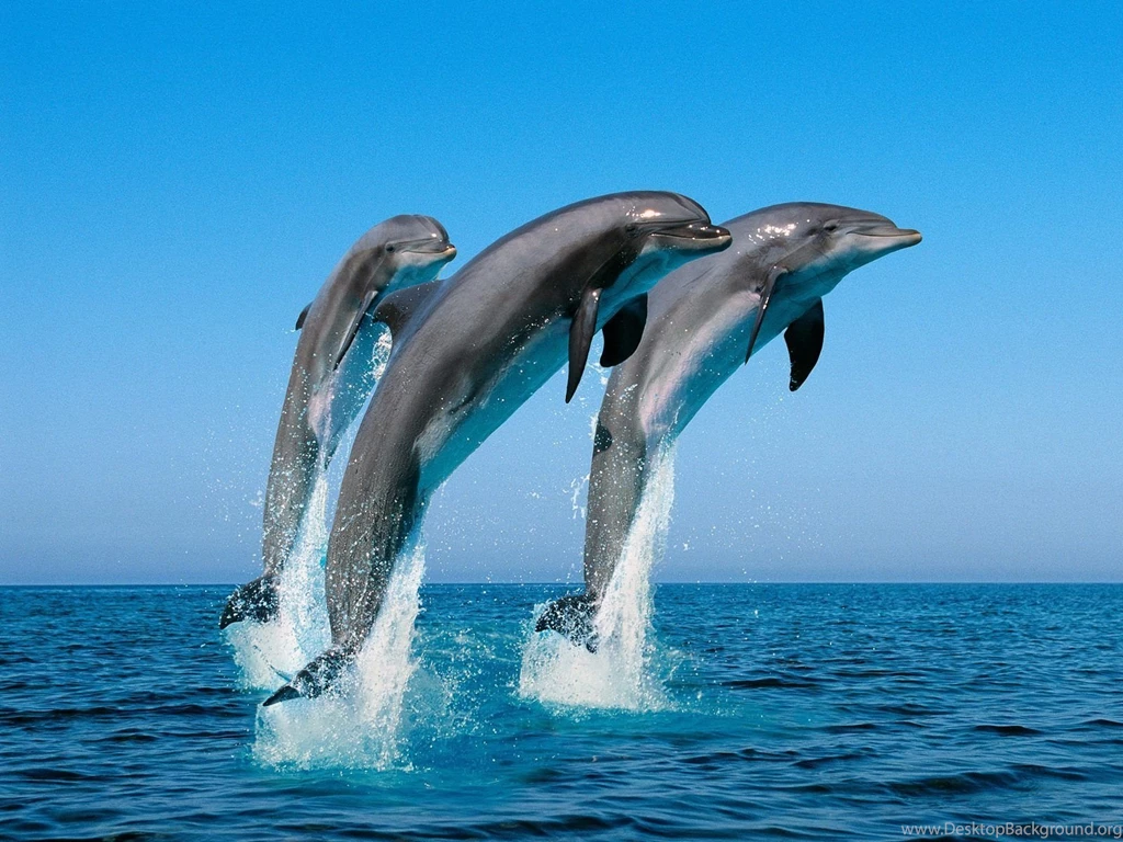 Dolphins Wallpapers