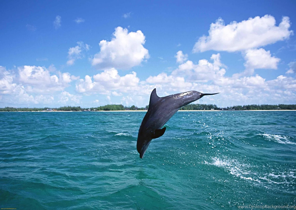 Wallpapers Of Dolphins