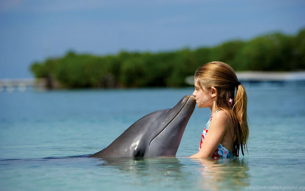 HD Pictures Of Dolphins