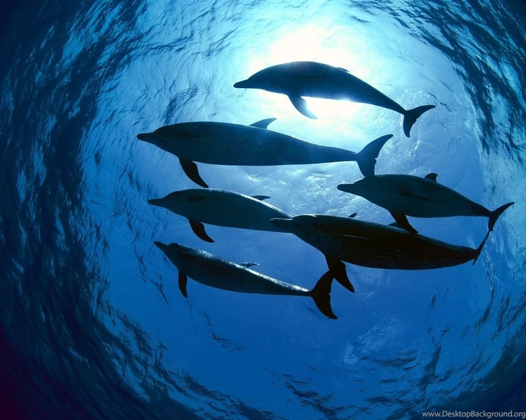 Dolphins ♥ ~ Dolphins Wallpapers (10346719) Fanpop