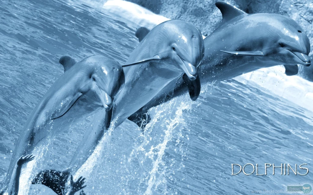 Dolphin Wallpapers « Animal Spot