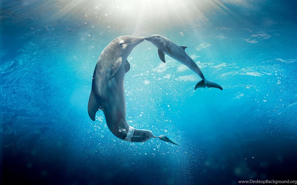 Dolphin tale 2 wallpaper.jpg