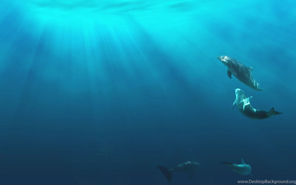 Tempest Reborn: HD Dolphins Wallpapers And Photos