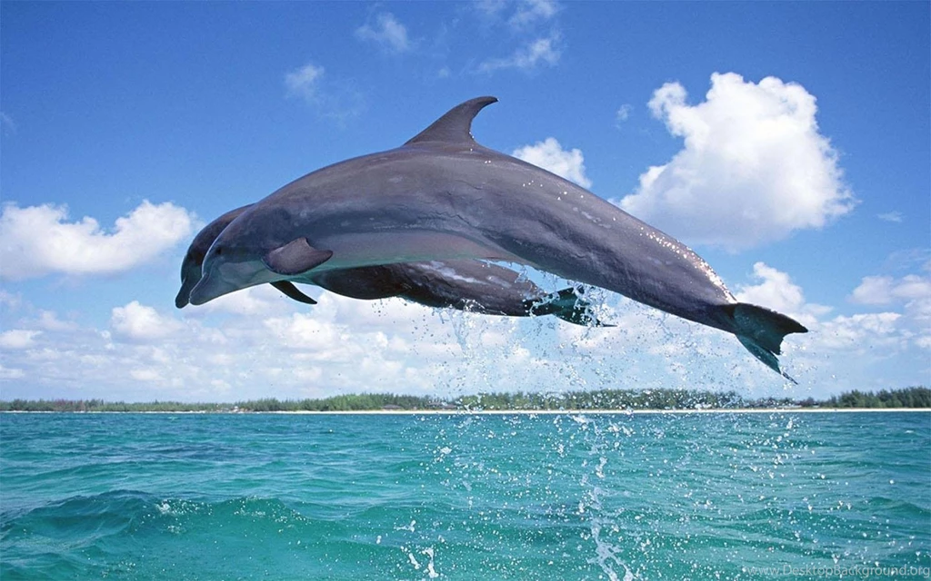Dolphins Wallpapers Android Apps And Tests AndroidPIT