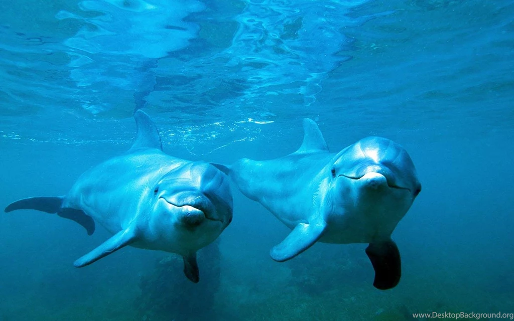 Dolphins Wallpapers Android Apps And Tests AndroidPIT