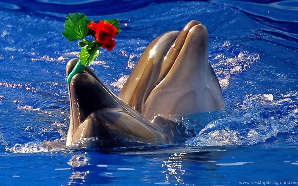 Baby Dolphins Wallpaper.