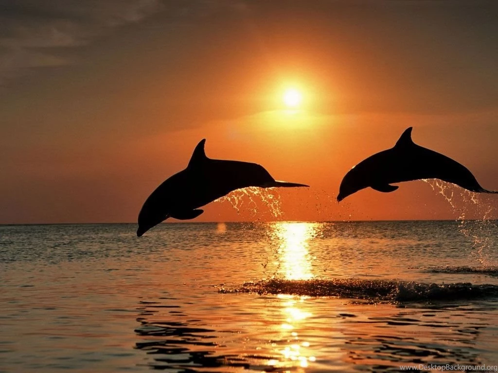 Dolphins Wallpapers Dolphins In Water Wallpapers