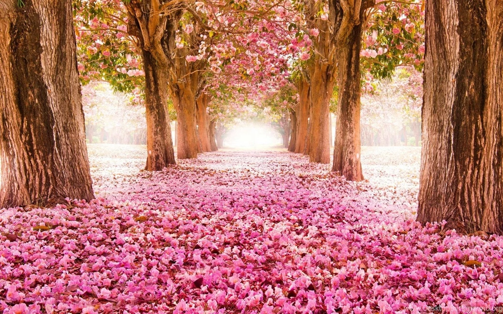 Spring Flowers Wallpapers HD