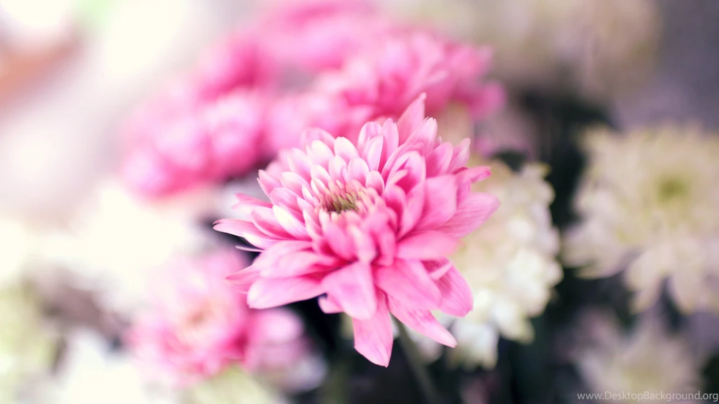 Pink White Flowers Ultra Hd Wallpapers Ultra High Definition ...