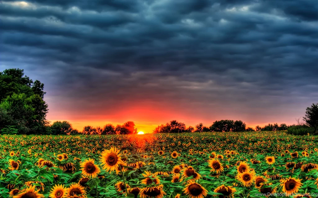 Download Helianthus Sunflowers Wallpapers Desktop Backgrounds ...