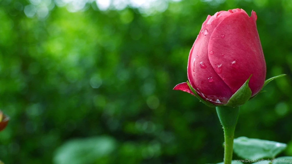 Real Flower Wallpapers HD