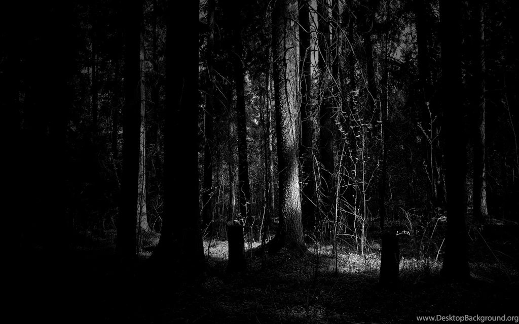Dark Woods Wallpapers