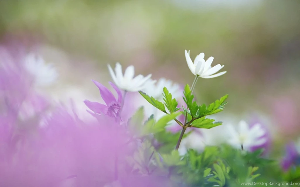 Desktop Wallpapers · Gallery · Computers · Wildflowers Microsoft ...