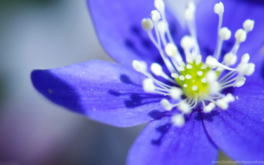 Purple Cosmos Flower HD Wallpaper desktop backgrounds.jpg