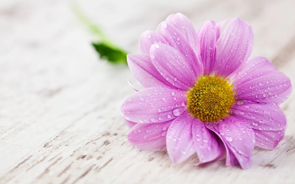 Flower Wallpapers HD Backgrounds Free Download Desktops