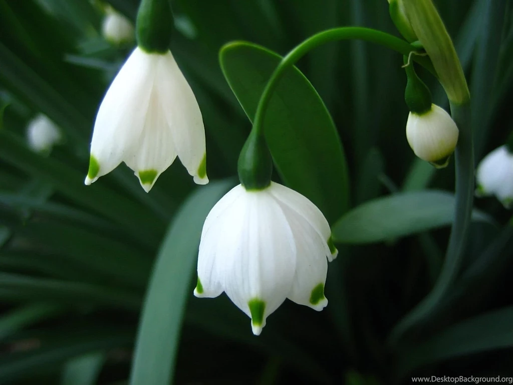 White Fowers HD Wallpapers
