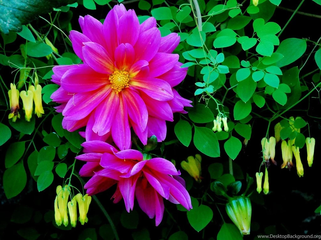 Dahlia Flower HD Wallpapers