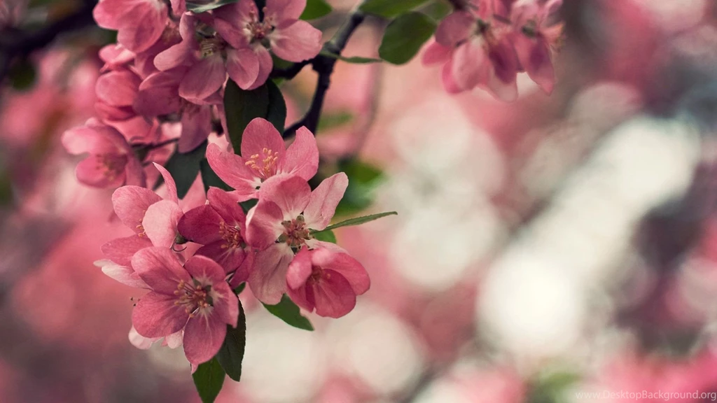 Free Download 25 Best Peach Flower HD Wallpapers 2015