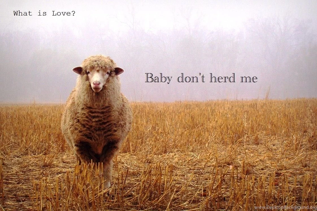 Download Love Stupid Wallpapers 1122x747