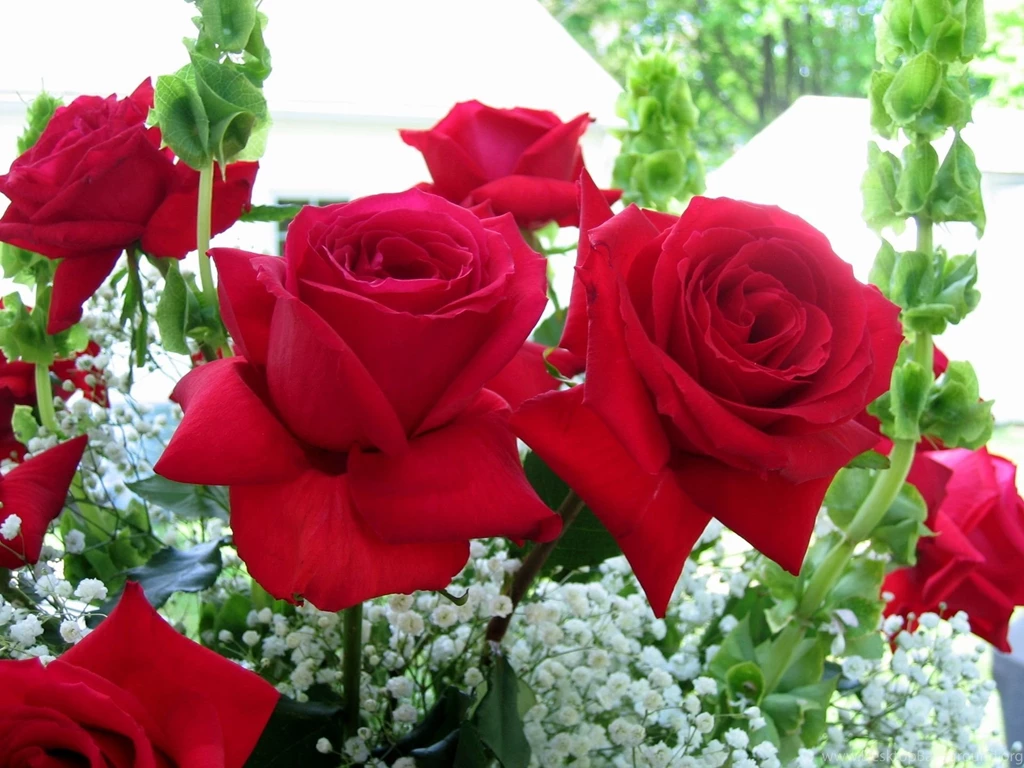 Wallpapers of roses for desktop background 7.jpg