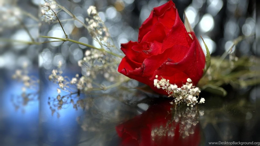 Beautiful Flowers Wallpapers For Desktop