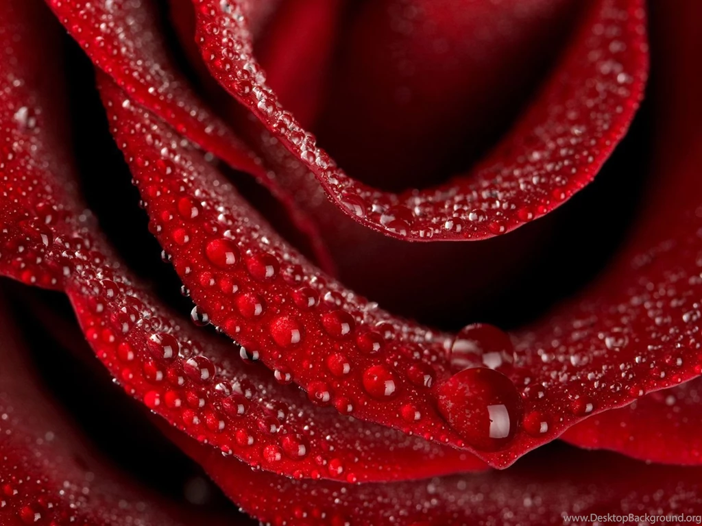Flower Of Love Rose Wallpapers And Images   Wallpapers, Pictures ...
