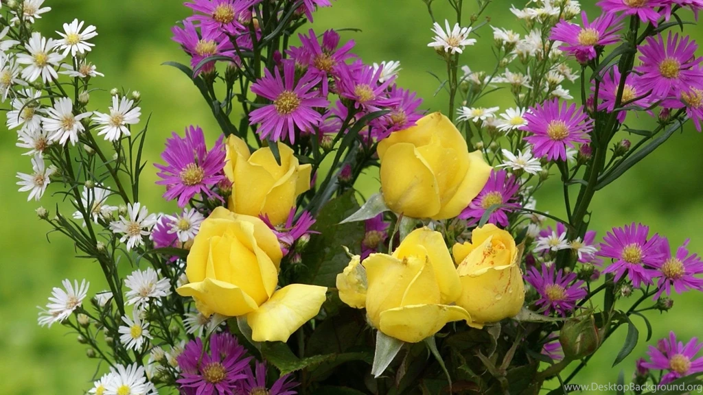 Roses, Desktop, Widescreen, Background, Wallpaper, Yellow, Rose (