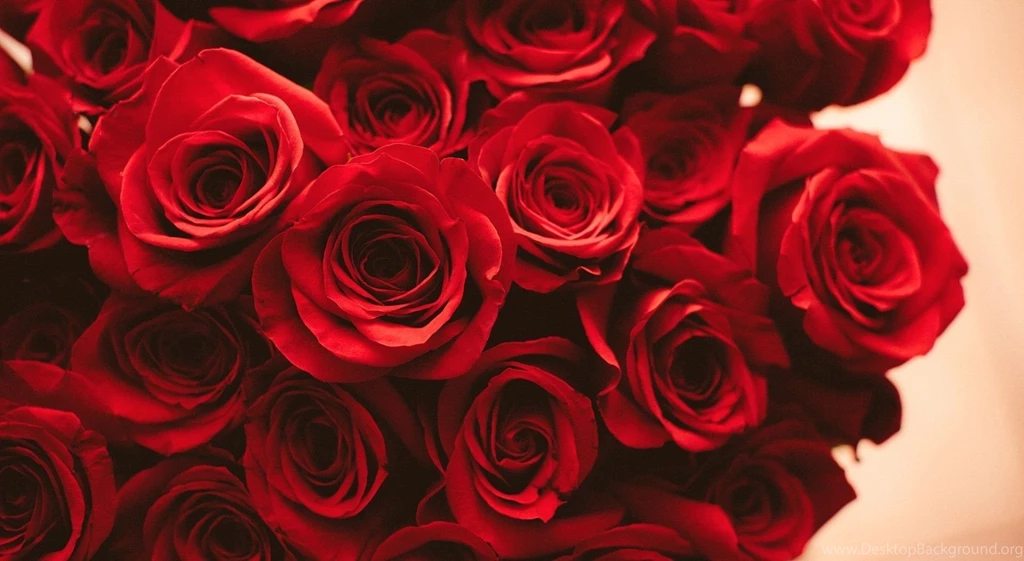 Roses Picture Wallpapers Gallery Detail