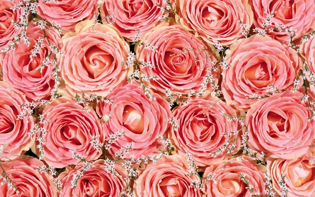 Pink Roses Wallpapers 25282