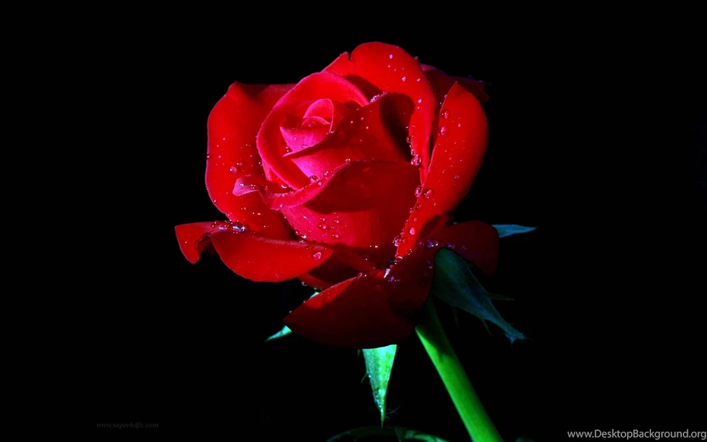 Red Rose Desktop Wallpapers SUPERHDFX
