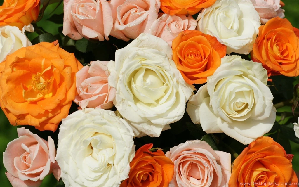 White And Orange Roses Wallpapers 25866