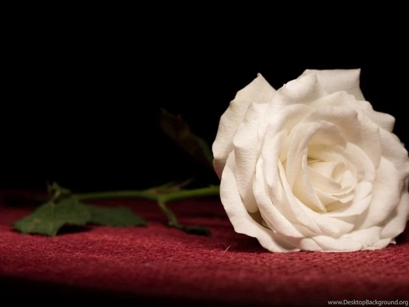 Beautiful Roses