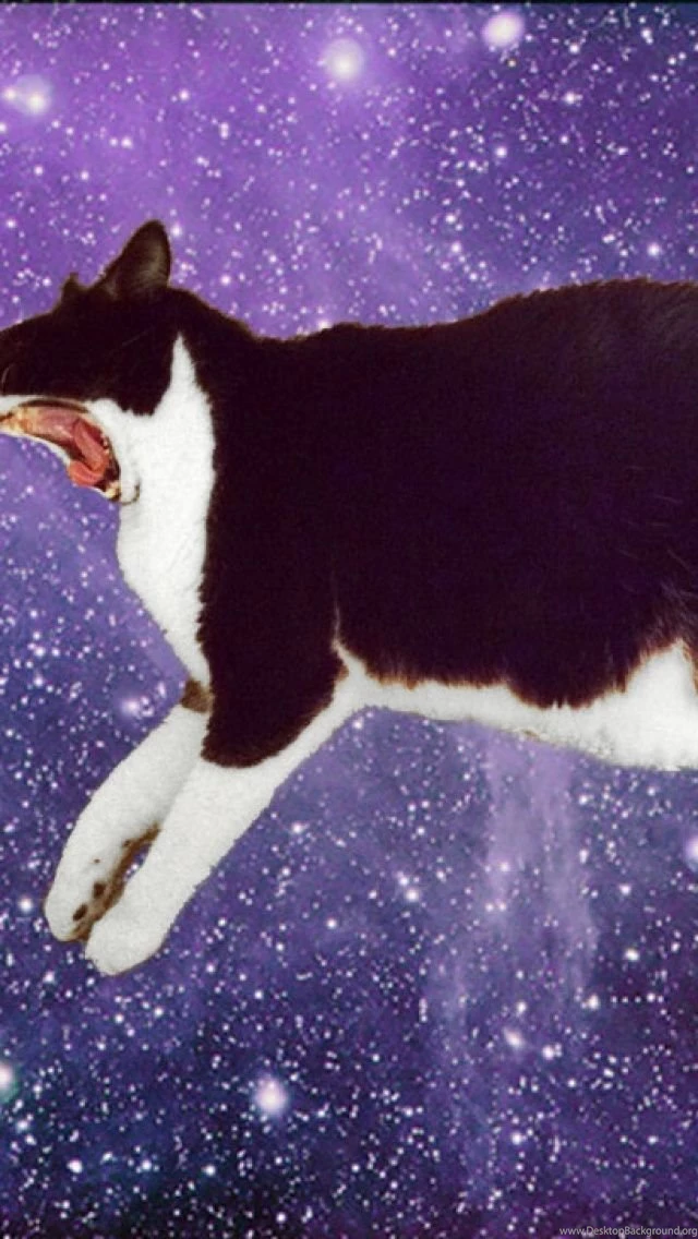 Space Cat Eating Burger iPhone 5 Wallpapers