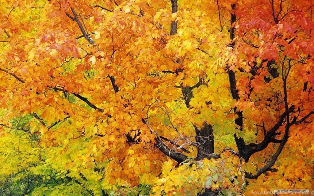 Free Wallpapers Free Nature Wallpapers HD Landscape 5 Wallpapers ...