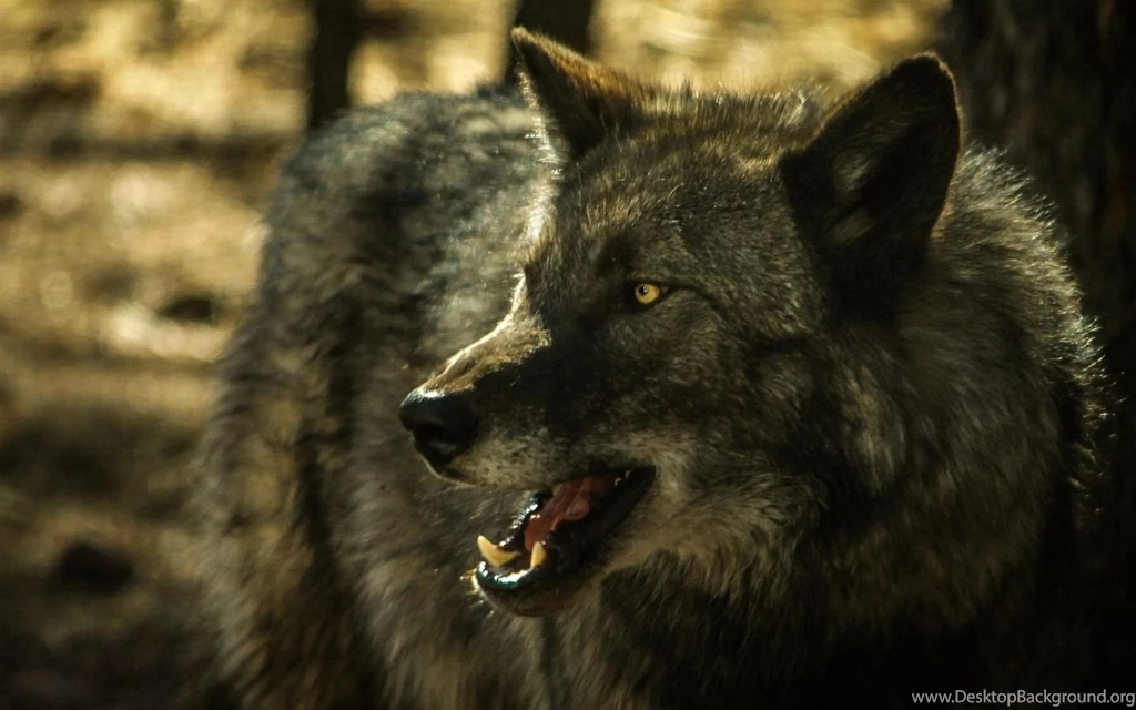 1440x900 Grey Wolf Hd Wallpapers