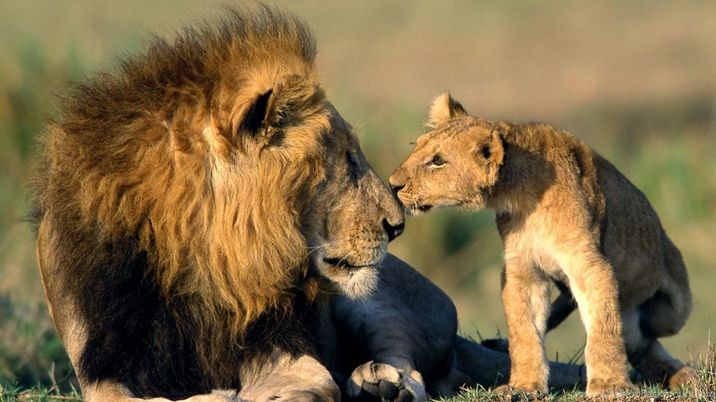 Download Wallpapers 1920×1080 Leon, Father, Lion, Cub Full HD 1080p ...