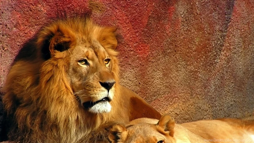 Download Wallpapers 1920x1080 Lion, Couple, Mane, Predators, Big ...