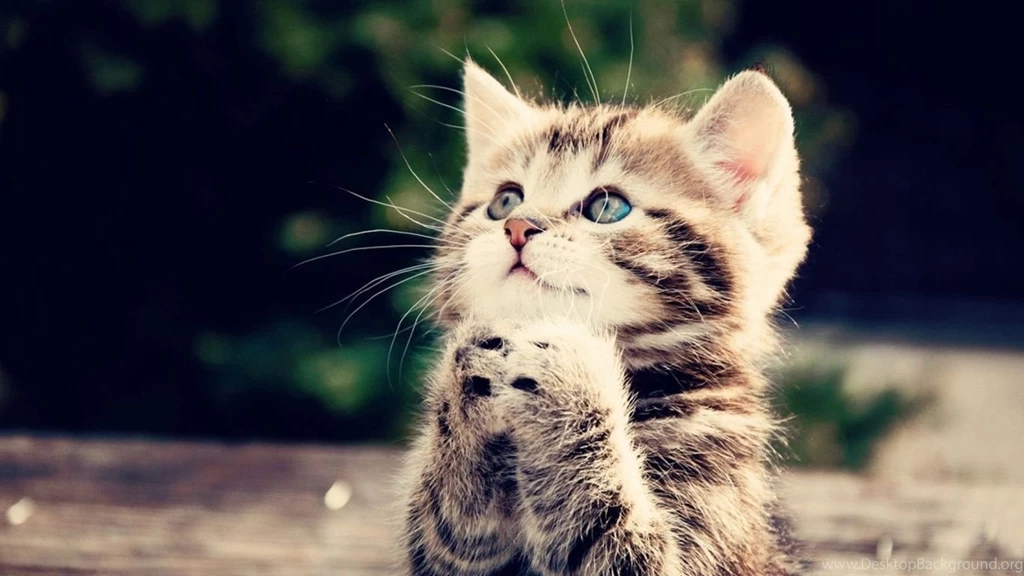 1366x768 Cute Kitten Desktop PC And Mac Wallpapers