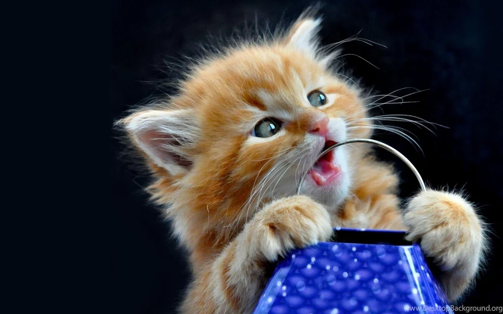 Cute Kittens Desktop Wallpaper Backgrounds Photos In Hd ...
